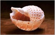 Каури динозавры в мире денег