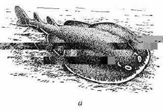 ���������-����������� ��������� �������