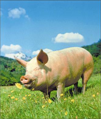 ������ �. - �������� �������� ��������