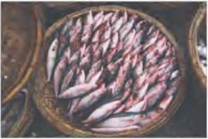 ������ �. - ������� ���� ������� � �������