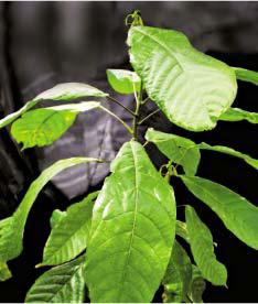 ������ �. - ����� ������� ������ �������