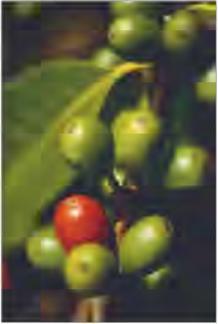 ������ �. - �������� ���� ���� �� ������