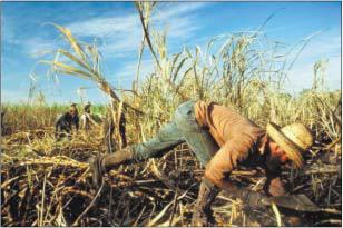 Бобрик П. - Почем фунт сахара