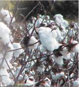 Бобрик П. - 100% коттон