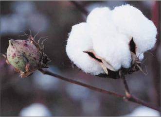 Бобрик П. - 100% коттон