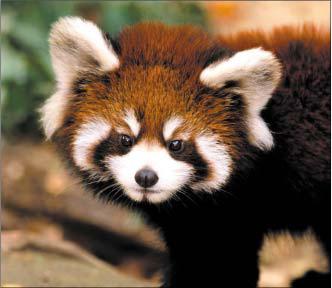 Бобрик Л. - Мягкое золото