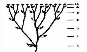 Отношения Фибоначчи в природе