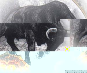 ������� �. - ����������� Meta Stock