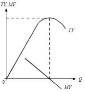 ����� - ���������. �������� ������