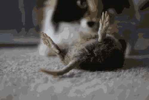 �������� �� ����� �������� ��� 