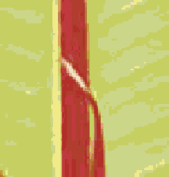 ������������� ����������� �������� Adobe PDF