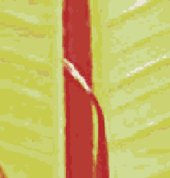 ������������� ����������� �������� Adobe PDF