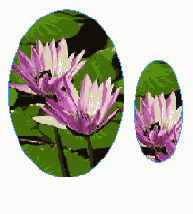 ������������� ������������ ��������������