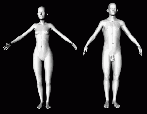 Мужская и женская фигуры