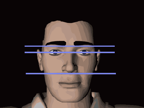 Обычно лицо можно разделить на