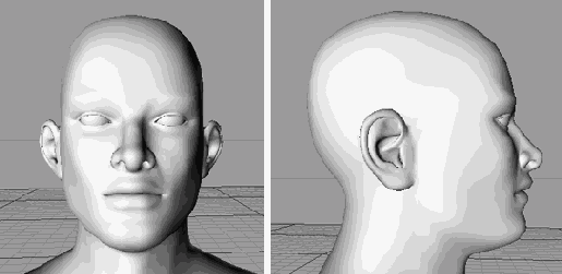 Вид головы в профиль и анфас показывает