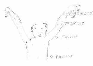 Позвоночник — опора дыхания