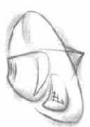 ����� ��������