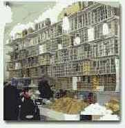 ����� ���� �������