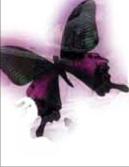 �������������� ���������� - ���������