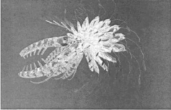 ������ Blur Beta