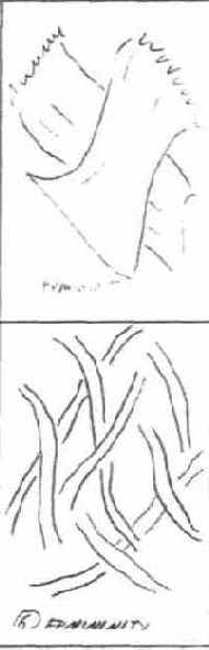 ����������� ������������