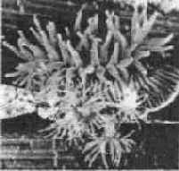 ����������, �������� ��� ��������, ������ ��� ��������.