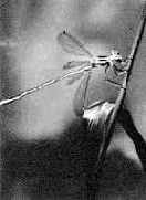 ������ ��������� ��������� � ��������������� ����� �����