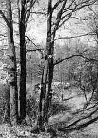 ������ ��������� ��������� � ��������������� ����� �����