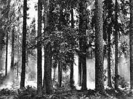 ������ ��������� ��������� � ��������������� ����� �����