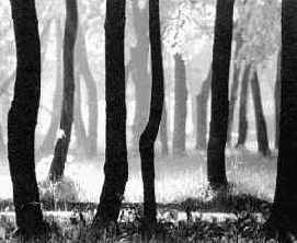 ������ ������� ����������� ������� �����