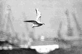 ������ ������� � ������ ��������� ���������������� ������� ������