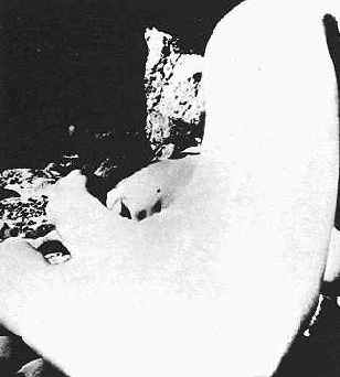 ���� ������ ������ ����� ������ 