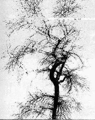 � ����� ��������. �������� �������� 