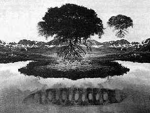 ���������� ����, ���������, ��� �����, 