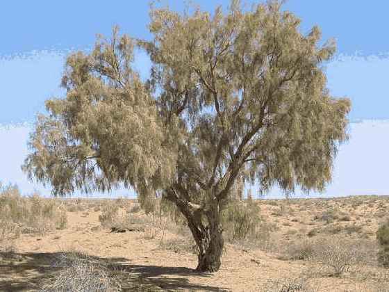 ������ ��������������� ������� ������: ������ 