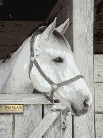 � ���. ����� ����� ������