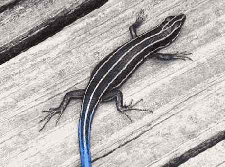 � ���. �������� ���������� �����������