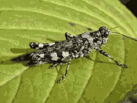 � ���. �����������