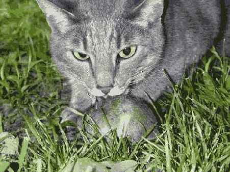 � ���. ���������������� �������� �������� � ������ ��������