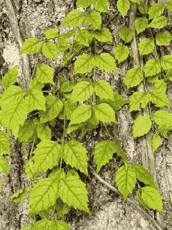 �������������� ���������� �������