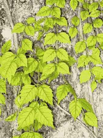 �������������� ���������� �������