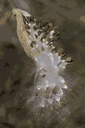 �������� ��� �����