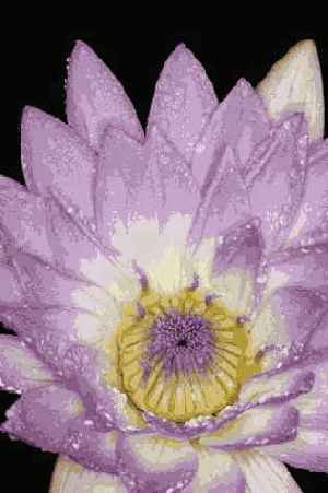 ����� 47. ���������������� ������ ��� ������������� ��������� ������� ��� �����������