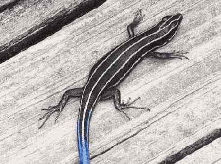 ���� �� ��� ���������