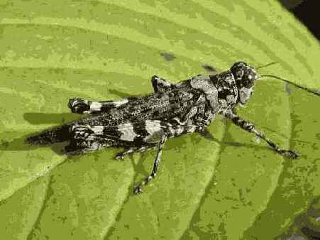 ���������� 6 6