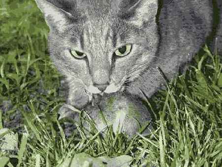 � ����� ����� ������������ ��������� 