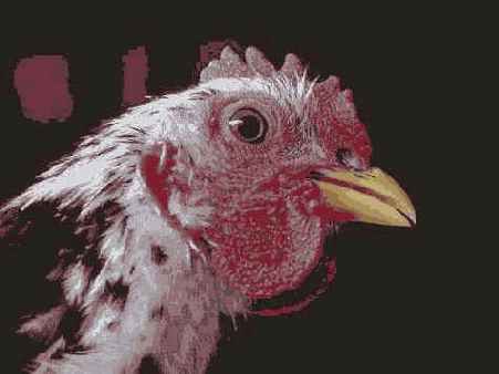 �������� �����������