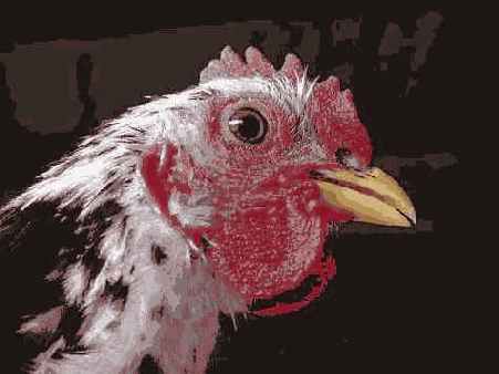 ����������������� �����������