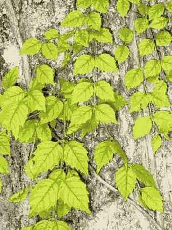 ���������� 15 4